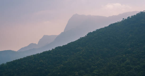 landscape of cardamom hills - south india - madurai kerala india tamil nadu imagens e fotografias de stock