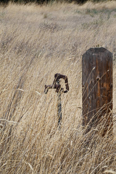 Water spigot in cheatgrass stock photo