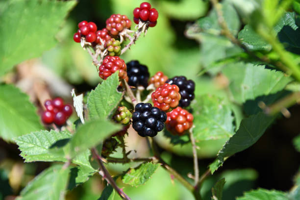 Wild blackberries stock photo