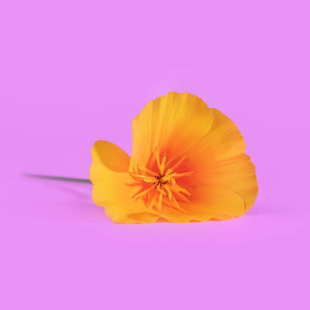 singolo california golden poppy, primo piano, girato in studio su uno sfondo rosa per una foto di sfondo floreale femminile. - plant poppy oriental poppy green foto e immagini stock
