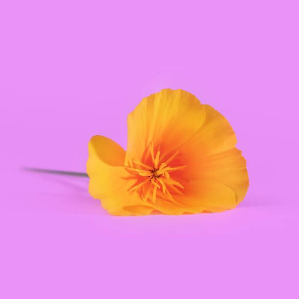 single california golden poppy, close up, studio shot against a pink background for a feminine floral background photo. - poppy purple flower close up imagens e fotografias de stock