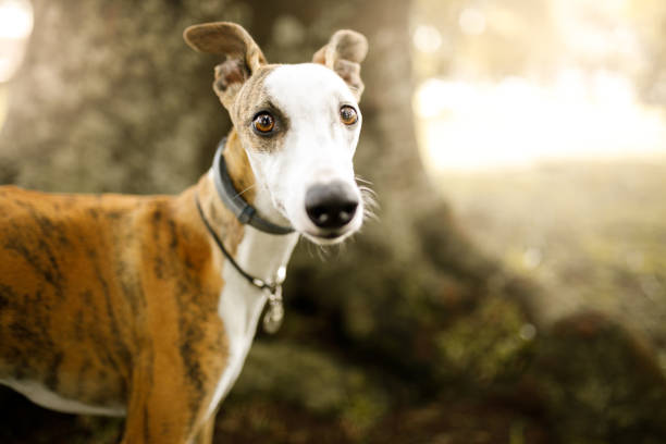 süße whippet hund porträt - nature dog alertness animal stock-fotos und bilder