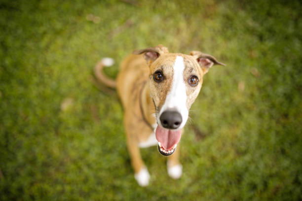 草の上に座っている犬 - whippet ストックフォトと画像