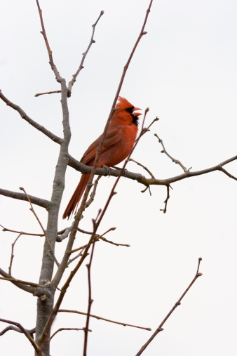 Red cardinal bird on a bare branch