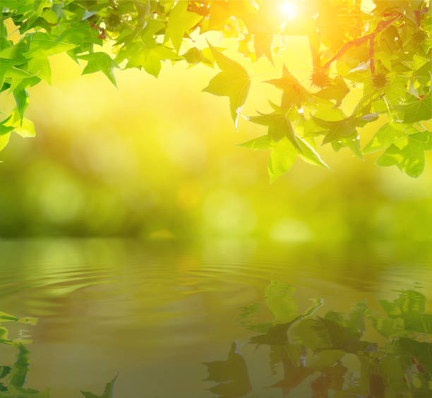 istock Green leaves frame on natural green background. 1173043116