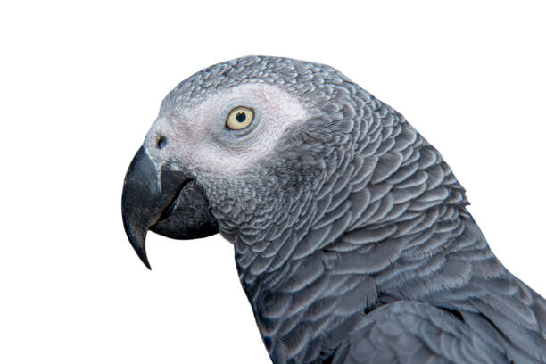 istock Closeup grey parrot isolated on white background 1173043174