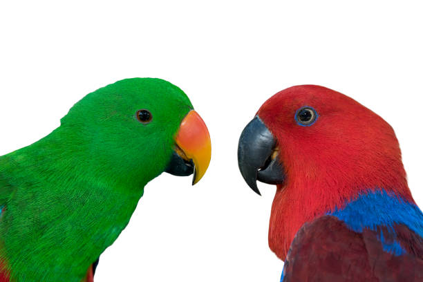 istock Closeup Eclectus parrot isolated on white background 1173043186