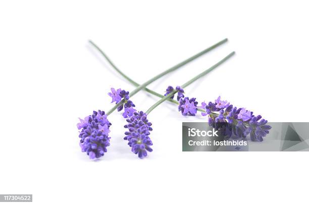 Lavender Stock Photo - Download Image Now - Beauty, Beauty In Nature, Color Image