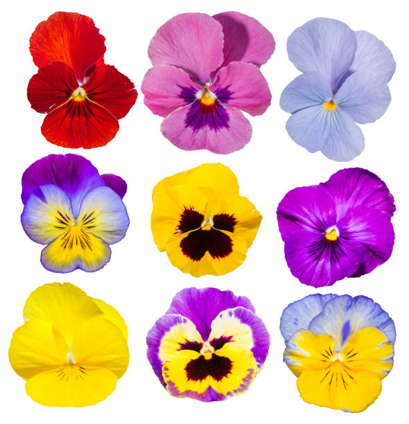 collection pansy Flower Isolated on White. Set of pansy Flower Isolated on White Background. Object with clipping path. pansy photos stock pictures, royalty-free photos & images