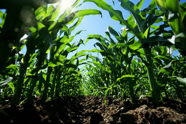 istock Close up agricultural corn field 1173046935