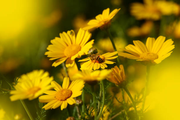istock Close up honeybee busy on yellow daisy flower 1173048264