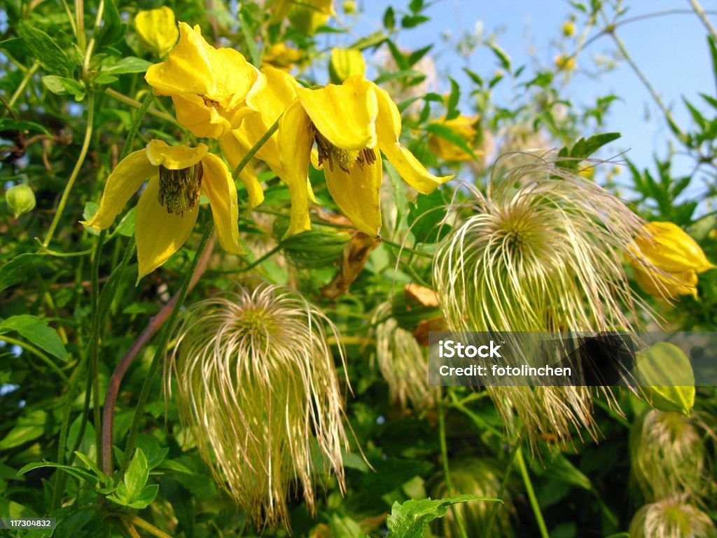 Amarelo Clematite - Royalty-free Amarelo Foto de stock