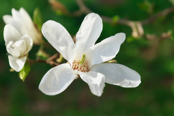 istock Blooming white Magnolia in the garden in the spring. 1173048398