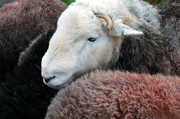 herdwick タプ - herdwick sheep ストックフォトと画像