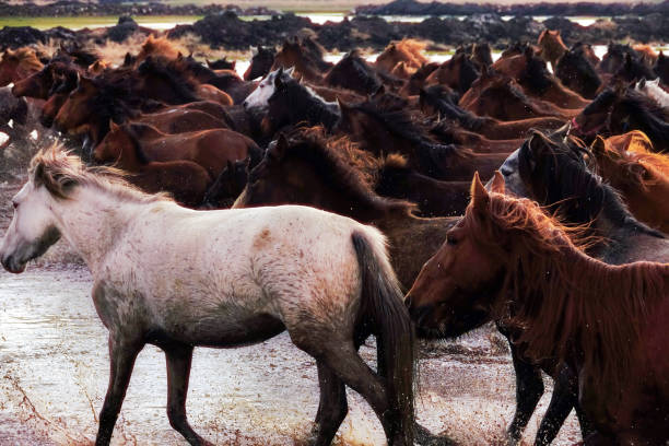 istock herd of wild horses running in water 1173050659