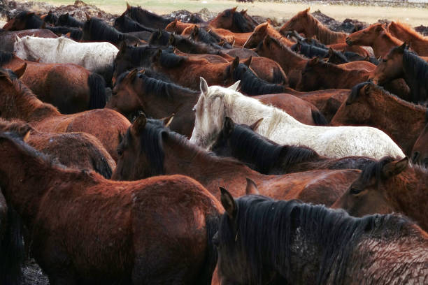 istock herd of wild horses 1173050661
