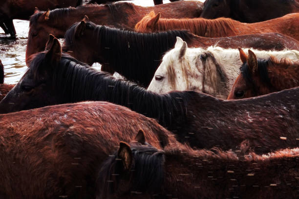 istock herd of wild horses 1173051367