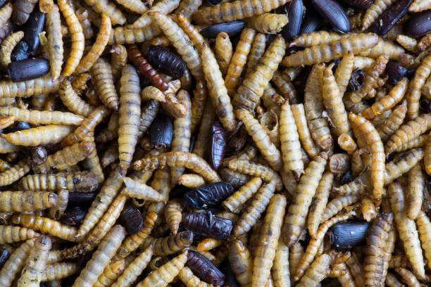 istock Mixed dried beetles and mealworms for insectivore pets. 1173051570
