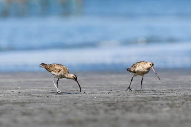 istock Whimbrel and Bar-tailed Godwit 1173053348