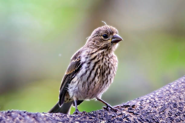 istock House Finch (Haemorhous mexicanus) 1173053546