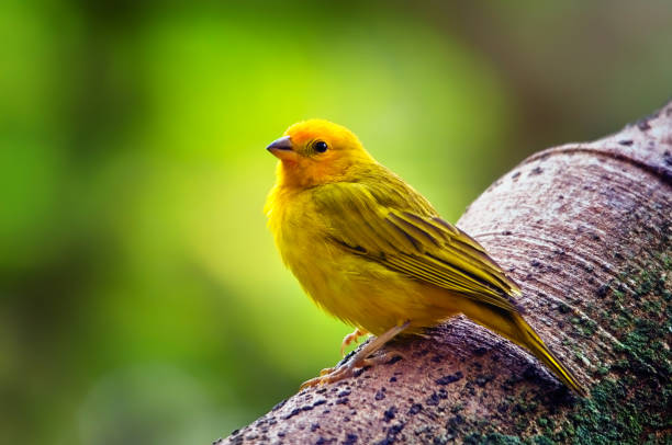 istock Saffron Finch as Flaveola Sicalis 1173053647