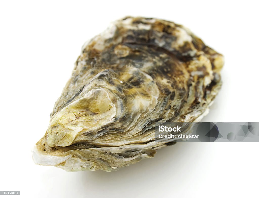 oyster Oyster Animal Shell Stock Photo