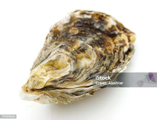 Oyster Stock Photo - Download Image Now - Animal Shell, Appetizer, Bivalve