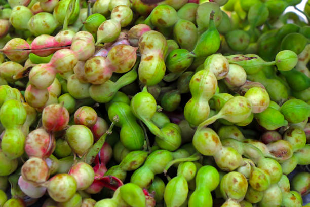 istock pile of fresh Manila tamarind 1173056828