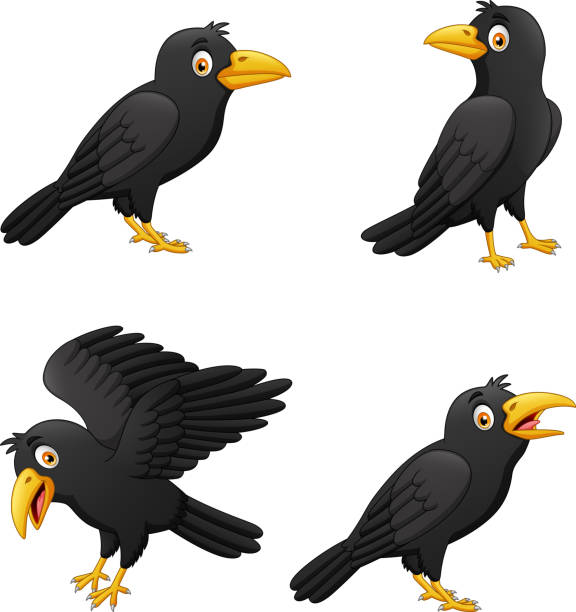 Set Of Cartoon Crow With Different Expressions Stock Illustration -  Download Image Now - Crow - Bird, Cartoon, Illustration - iStock