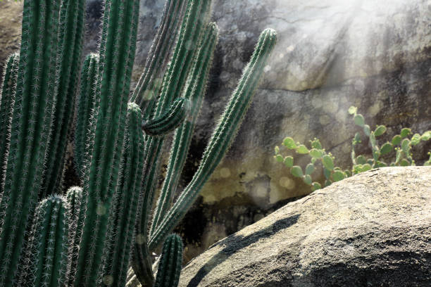 tall green cactus flowers in rocky landscape in Aruba island