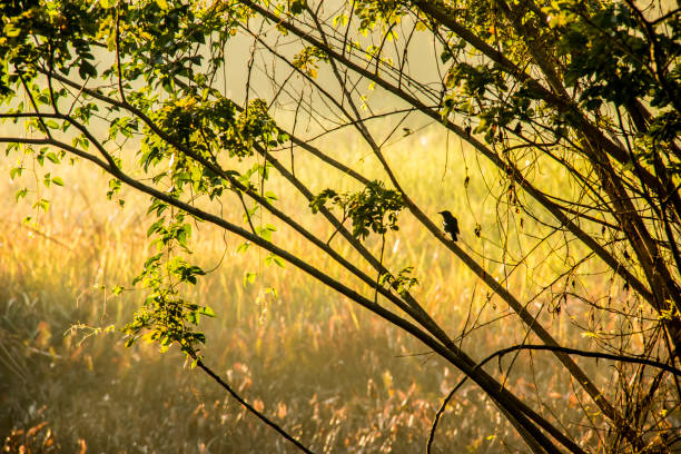 Silhouette of bird hold on the tree branch, Chiangmai Thailand