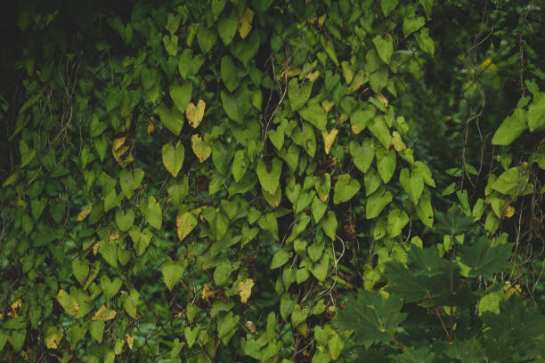 istock Wall of green leaves. foliage background 1173059565