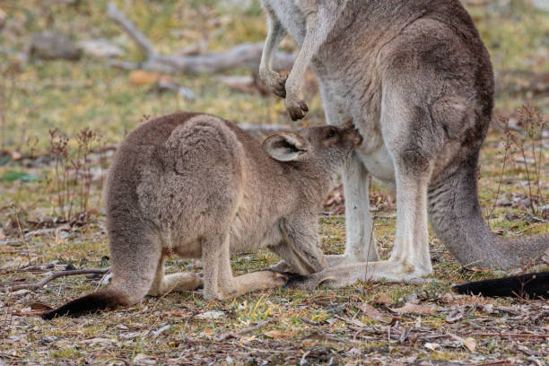 istock Eastern Grey Kangaroo joey drinking milk outside the pouch 1173059659