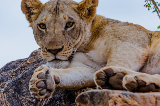 istock A young Male lion 1173059666