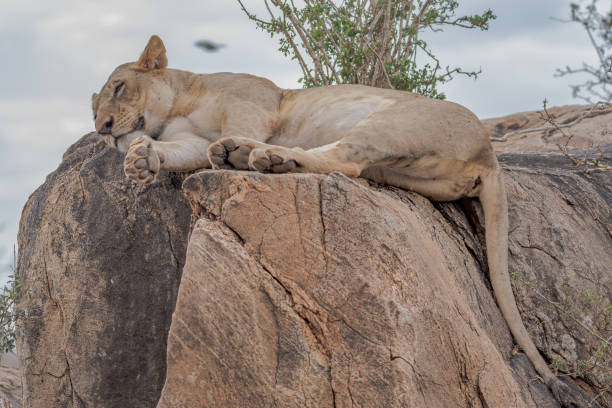 istock A young Male Lion Resting on a cliff 1173059667