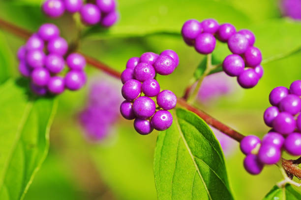 Callicarpa japonica