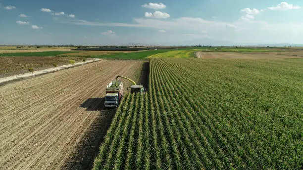 Photo of storage with corn harvesting machine and truck