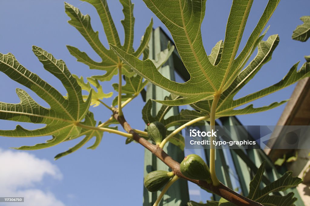 Feige, Feigen - Lizenzfrei Blatt - Pflanzenbestandteile Stock-Foto