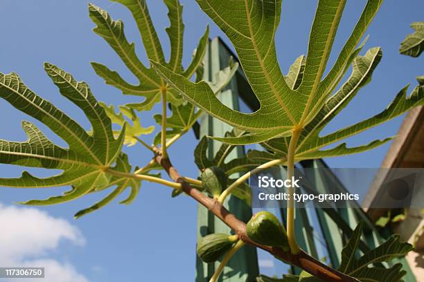 Feige Feigen Stockfoto und mehr Bilder von Blatt - Pflanzenbestandteile - Blatt - Pflanzenbestandteile, Blattepidermis, Blau