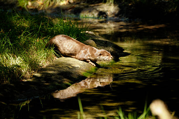 A cute Congo clawless otter (Aonyx congicus) looking aside