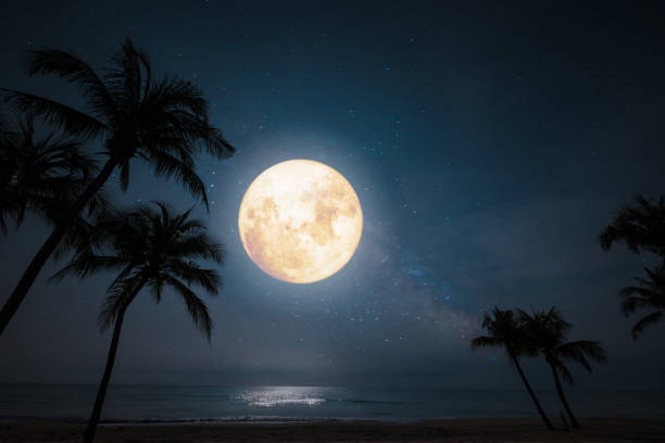 istock tropical beach with star and full moon in night skies. 1173068268