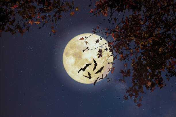 istock Halloween and Thanksgiving in night skies background concept. 1173068357