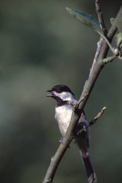 캐롤라이나 치카디 (퍼질 캐롤라인) - photography carolina chickadee bird animals in the wild 뉴스 사진 이미지