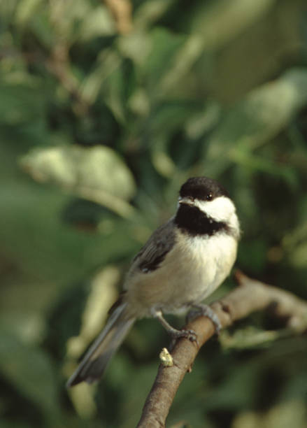 carolina chickadee (poecile carolinensis) - photography carolina chickadee bird animals in the wild imagens e fotografias de stock