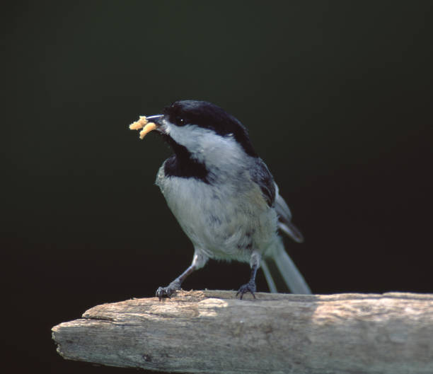 캐롤라이나 치카디 (퍼질 캐롤라인) - photography carolina chickadee bird animals in the wild 뉴스 사진 이미지