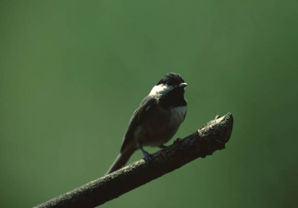 carolina chickadee (poecile carolinensis) - photography carolina chickadee bird animals in the wild imagens e fotografias de stock