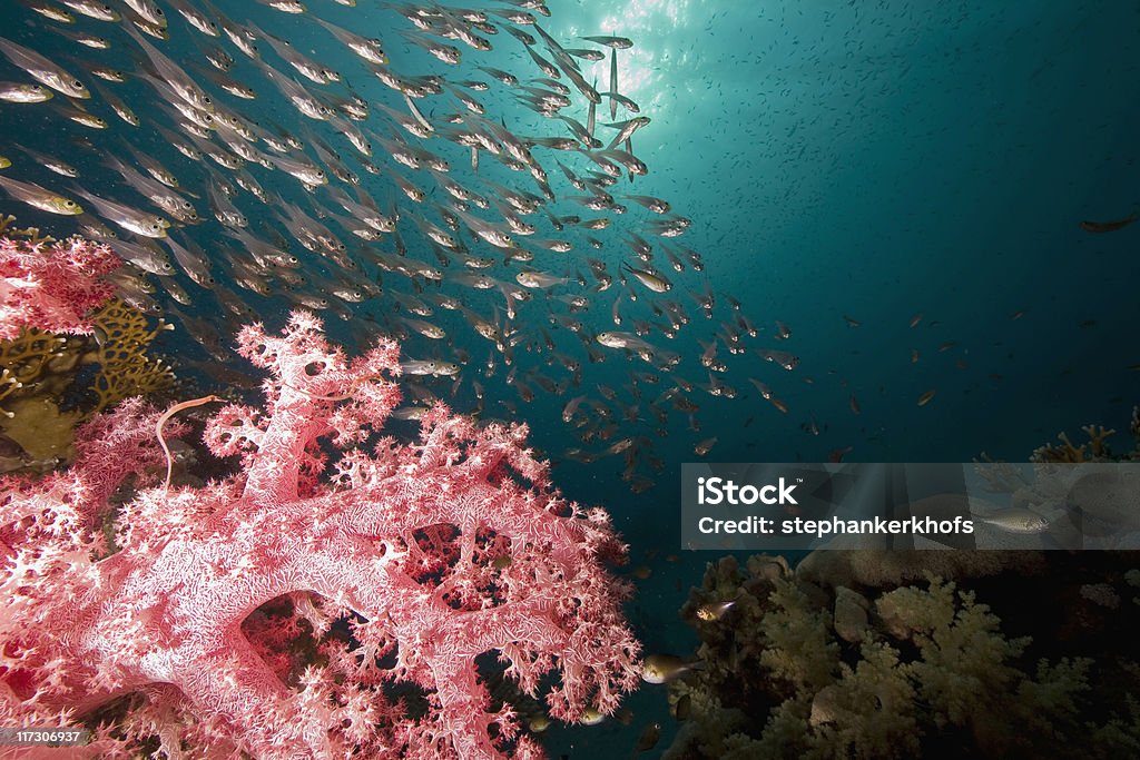 coral e peixe - Foto de stock de Animal royalty-free