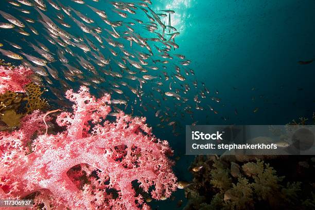 Кораллов И Рыб — стоковые фотографии и другие картинки Без людей - Без людей, Белый, Вода
