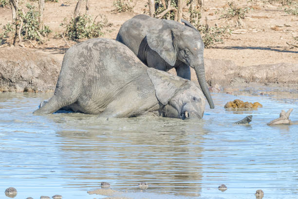 istock Two african elephant calfs playing in a muddy waterhole 1173069533