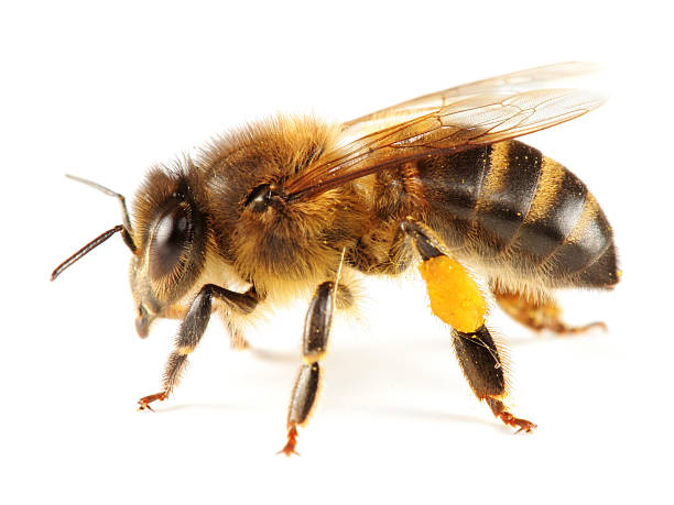 honeybee aislado - bee macro insect close up fotografías e imágenes de stock